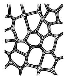 File:Fig. 2.—Cellular Structure of Plant Cell.jpg