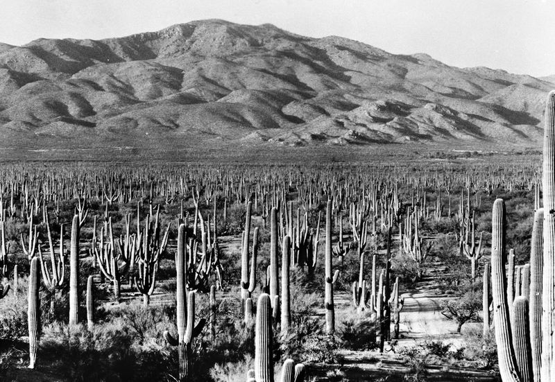 File:Saguaro Cacti - Saguaro National Park, AZ - 1935.jpg