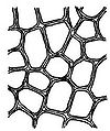 Fig. 2.—Cellular Structure of Plant Cell.jpg